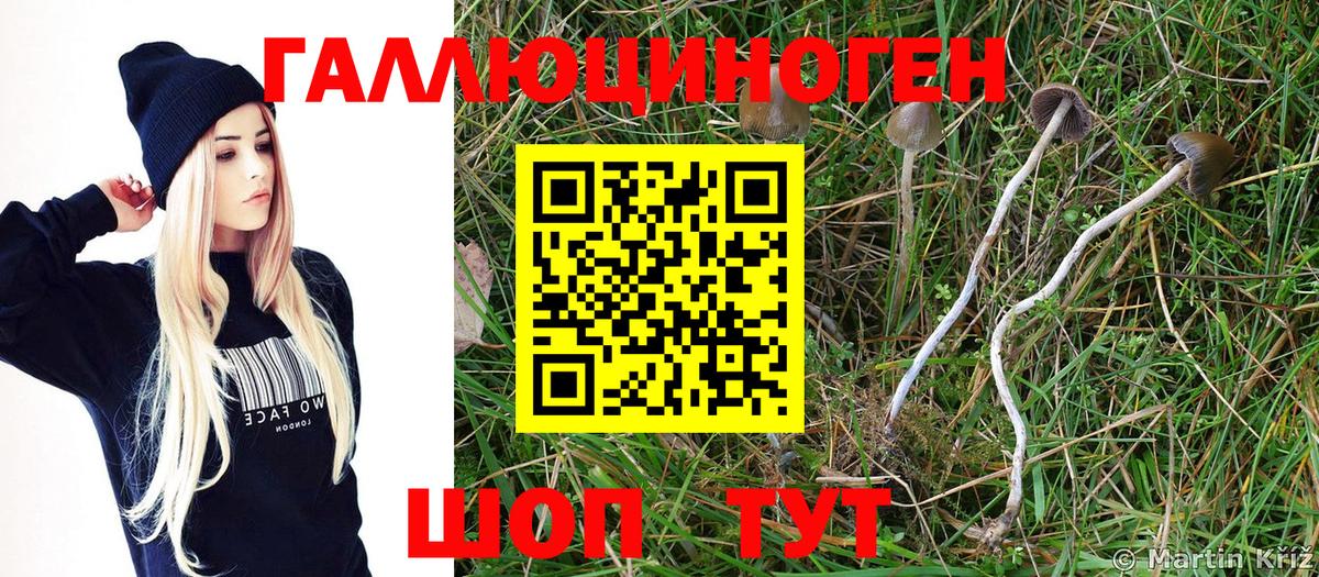 Псилоцибиновые грибы Psilocybe  Вход с VPN  Жуковский  Галлюциногенные грибы Psilocybine cubensis 